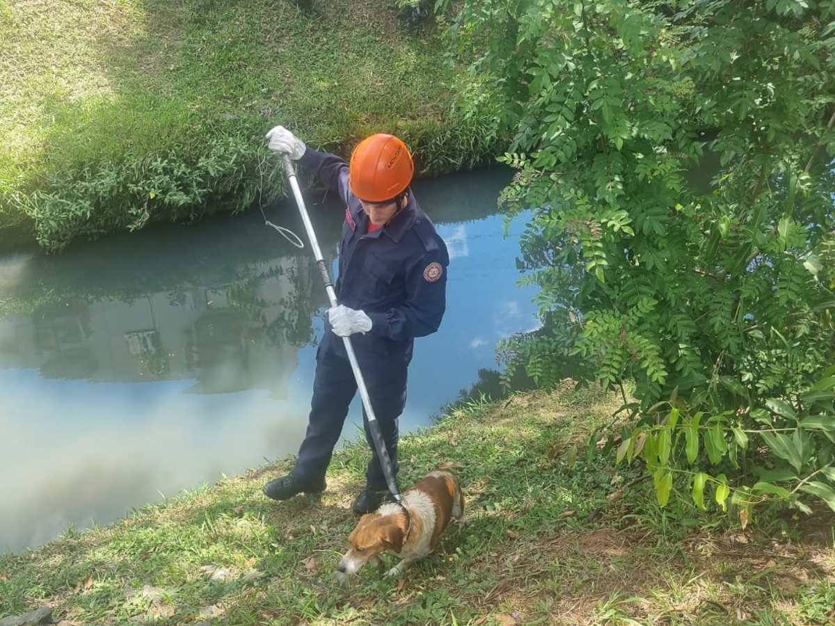 Cachorro é resgatado por bombeiro em Novo Hamburgo