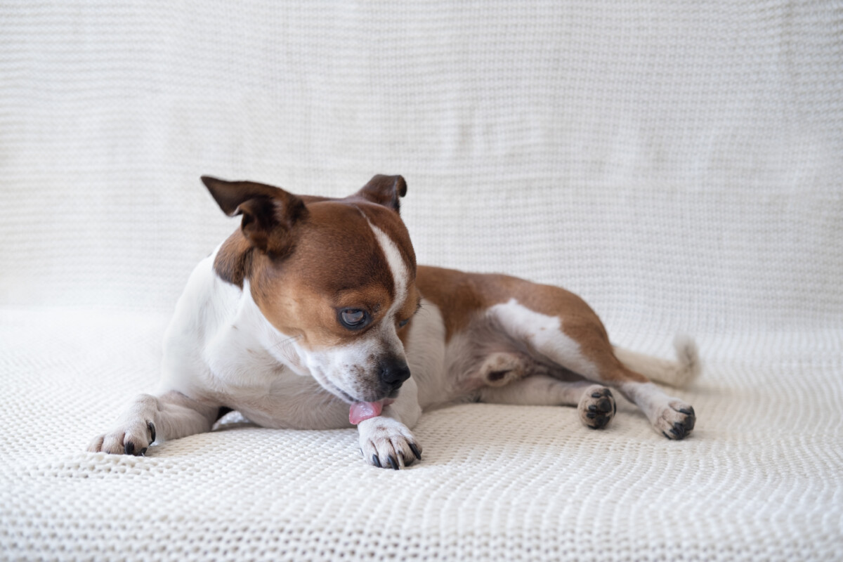 Cachorro de porte G, branco e marrom, lambendo uma das patas traseiras