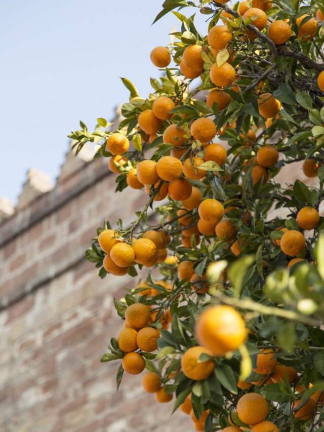 9 &aacute;rvores frut&iacute;feras que podem ser plantadas em cal&ccedil;adas