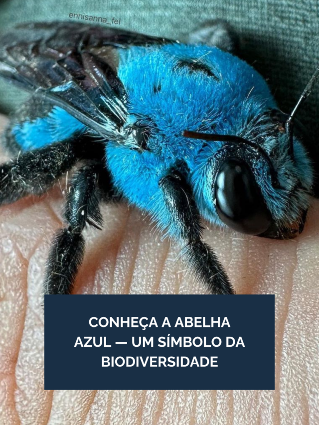 Conhe&ccedil;a a abelha carpinteira azul