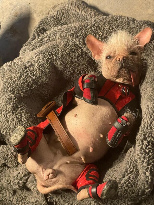 Quem &eacute; Dogpool? Voc&ecirc; precisa conhecer nova estrela de Deadpool & Wolverine