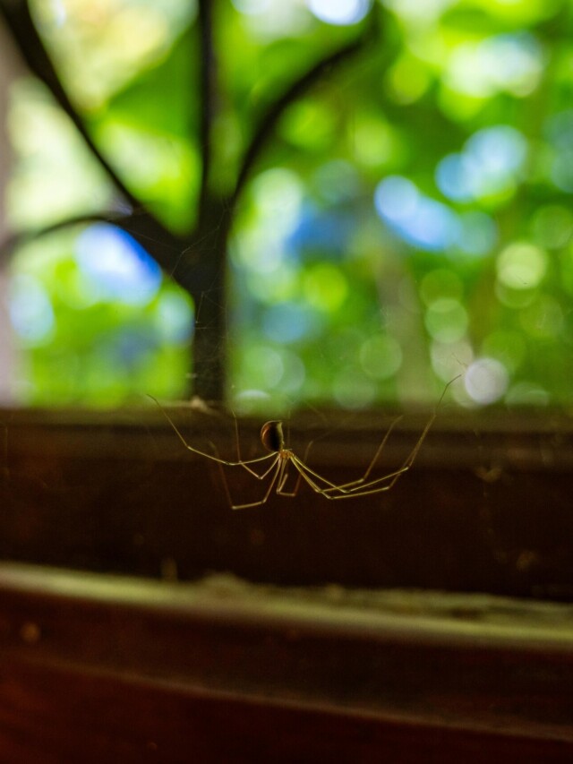 Sua casa pode ser abrigo das 3 aranhas mais perigosas do mundo