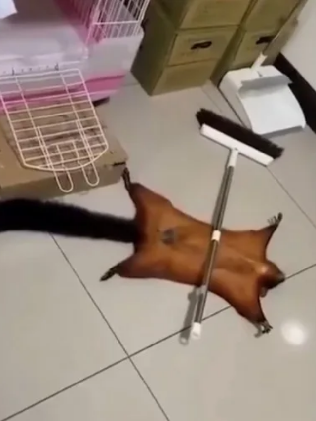 5 animais t&atilde;o bons na atua&ccedil;&atilde;o que deveriam estar em Hollywood