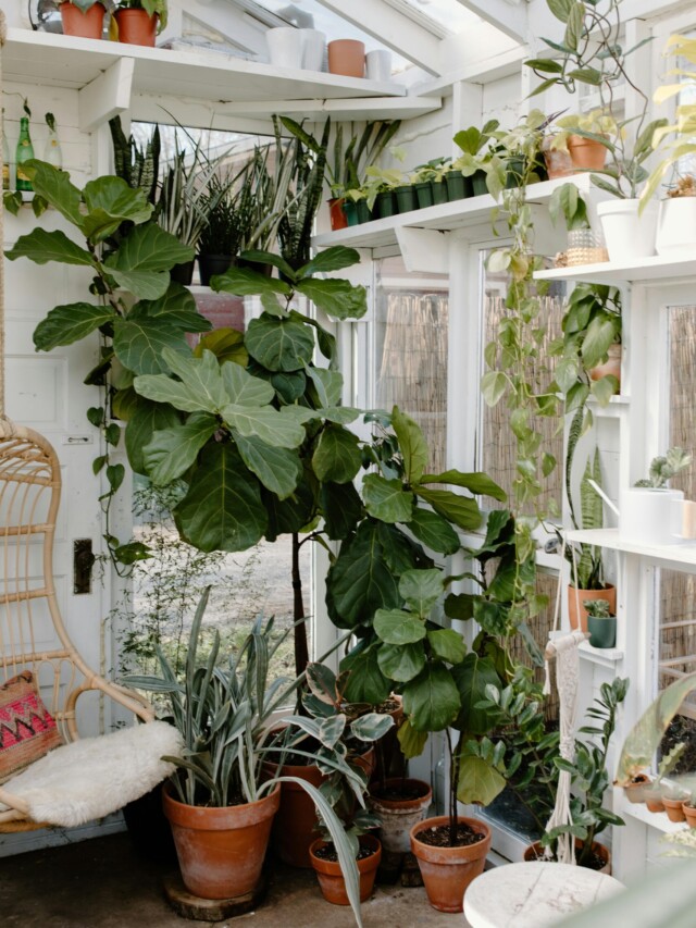 7 plantas poderosas para afastar inveja e mau-olhado da sua casa