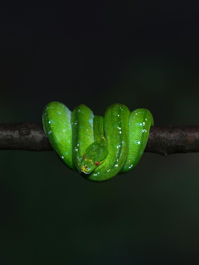 A cobra que n&atilde;o rasteja: O segredo do animal que tamb&eacute;m &eacute; papagaio
