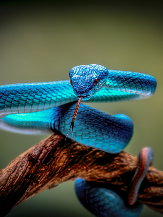 Homenagem &agrave; Rita Lee: Conhe&ccedil;a a serpente supervenenosa e ex&oacute;tica