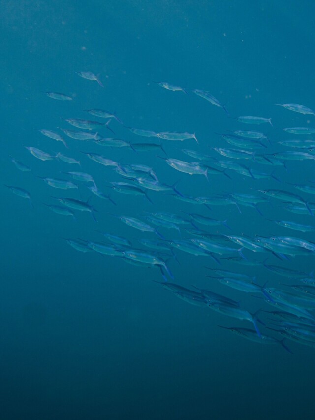 peixes no fundo do mar