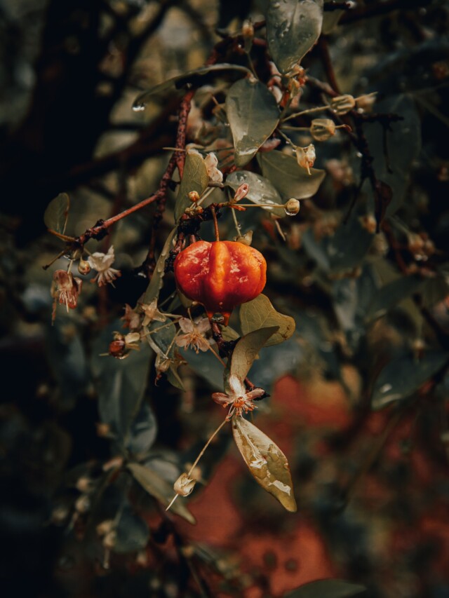 3 árvores de sombra e frutas que não racham o piso