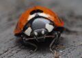 Foto: Ali Goode / Pexels