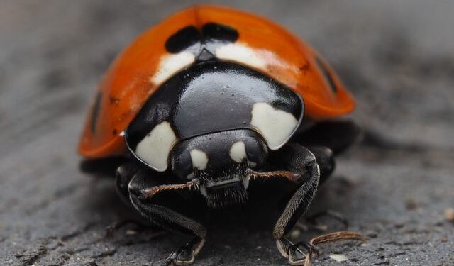 Foto: Ali Goode / Pexels