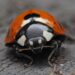 Foto: Ali Goode / Pexels