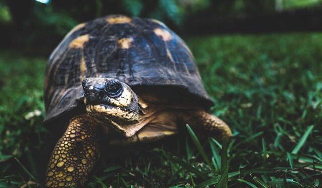 Foto: laura parenti / Pexels