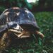 Foto: laura parenti / Pexels