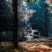 Foto: Nicklas Toft / Pexels