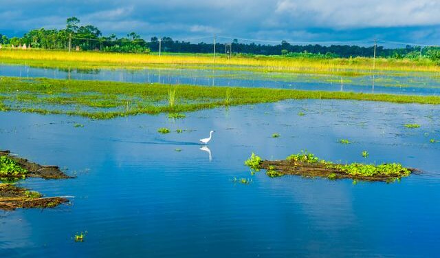 Pântanos são um dos tipos de áreas úmidas mais reconhecidos.

Foto: Sayanti Roy / Pexels