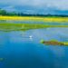 Pântanos são um dos tipos de áreas úmidas mais reconhecidos.

Foto: Sayanti Roy / Pexels