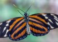 Uma borboleta-monarca.

Foto: Steven Purdy / Pexels