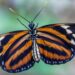 Uma borboleta-monarca.

Foto: Steven Purdy / Pexels