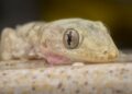 Foto: SweeMing YOUNG / Pexels