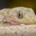 Foto: SweeMing YOUNG / Pexels