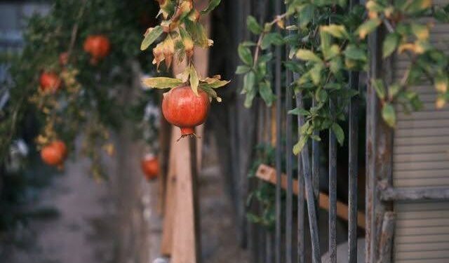Foto: Doğan Alpaslan Demir / Pexels