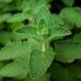 Foto: F 植生记 / Pexels
