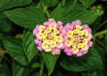 Uma planta Lantana camara.

Foto: Alvesgaspar / Wikimedia Commons