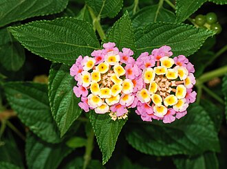 Uma planta Lantana camara.
Foto: Alvesgaspar / Wikimedia Commons